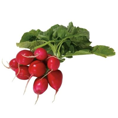 Organic Radish Bunch