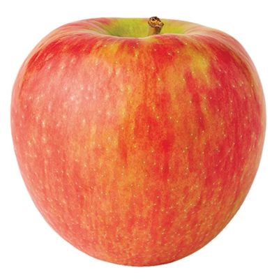 Honeycrisp Apple