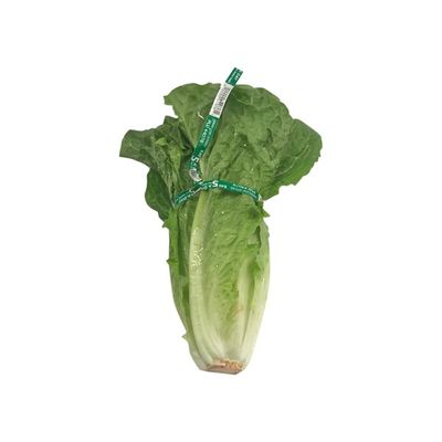 Romaine Lettuce