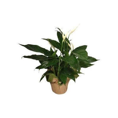 6" Spathiphyllum
