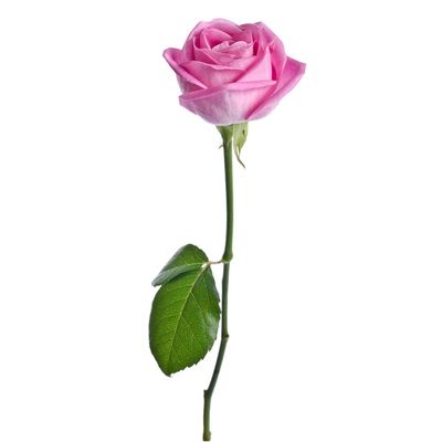 Bloom Haus Pink Roses