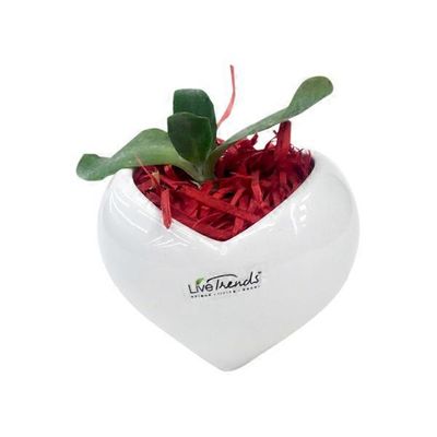 3" Standing Heart Succulent