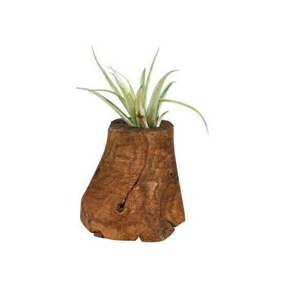 Tillandsia Tree Of Life W Tillandsia