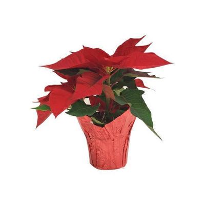 Poinsettias