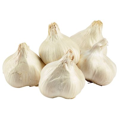 Colossal Garlic