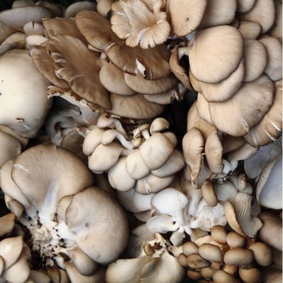 Organic Oyster Mushroom