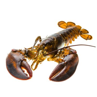 Pics Steamed Live Lobster 1 52 Lb Instacart [ 400 x 400 Pixel ]