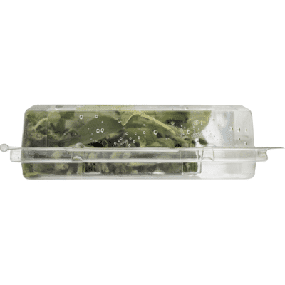 Shenandoah Growers Oregano