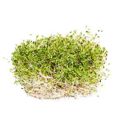 Organic Alfalfa Sprouts
