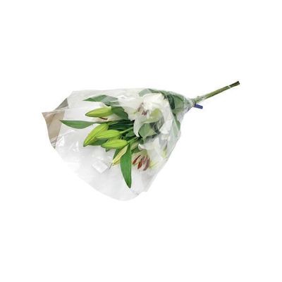 Guar White Oriental Lily