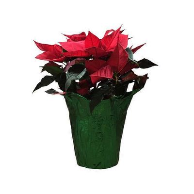 Dan Schantz Farms Poinsetta