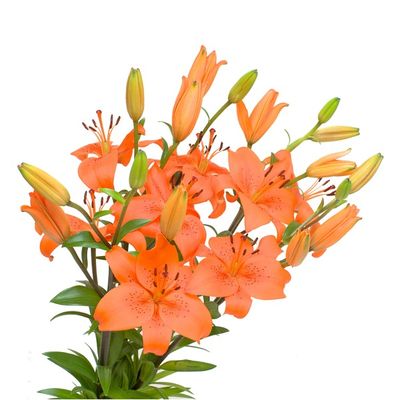 Cut Flower Bouquet