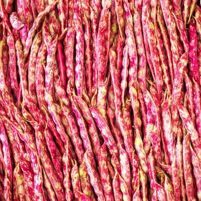 Pinto Beans