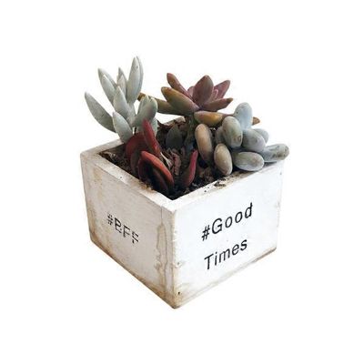 Group 3 Succulent Plants 4"
