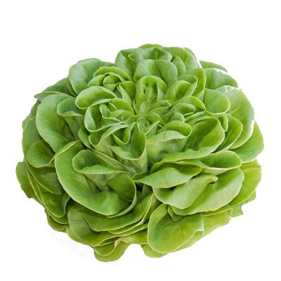 Butterhead (Boston, Butter, Bibb) Lettuce