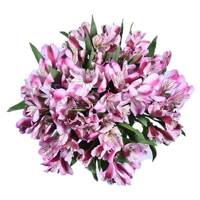 Wegmans Alstroemeria (10 ST)