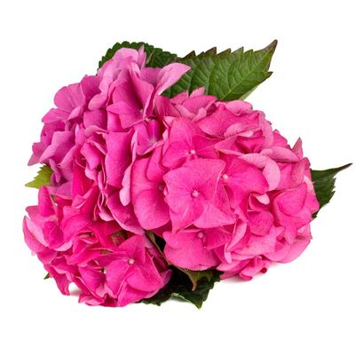 Floral Hydrangea Plant