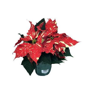 4.5 In Poinsettia Novelty