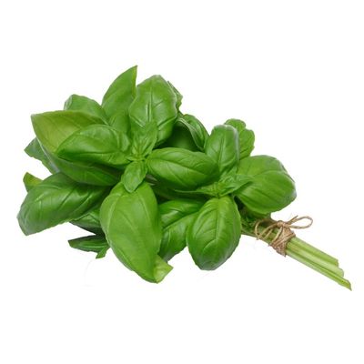 Plants For Living Basil