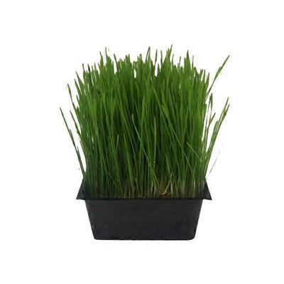 Shasta View Organic Wheatgrass