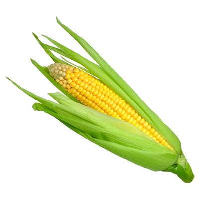 Yellow Sweet Corn Crate
