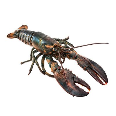 Fresh Lobsters