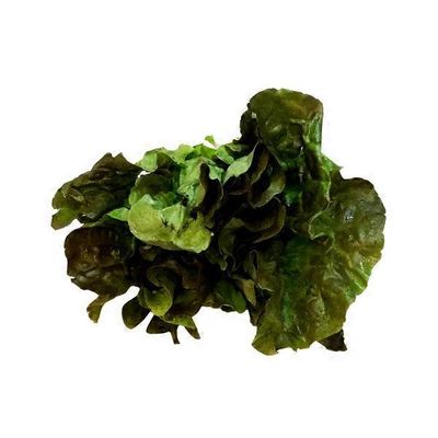 CB Red Leaf Lettuce