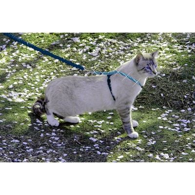 PetSafe Come with Me Medium Kitty Harness and Bungee Leash, Sparkle Blue