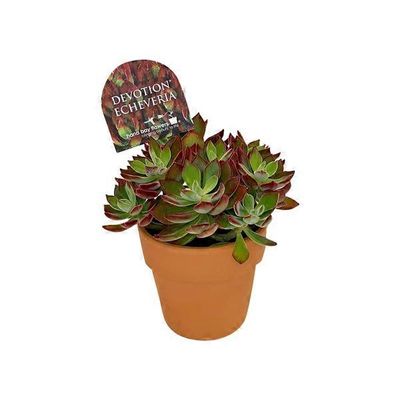 Echeveria 4" Clay Pot