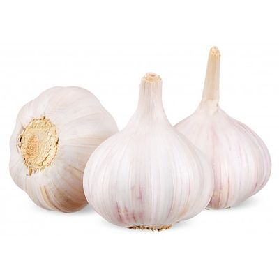 Garlic