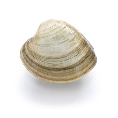 Fresh Littleneck Clams