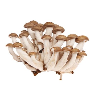 shimeji mushroom