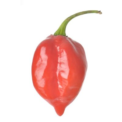 Habanero Pepper