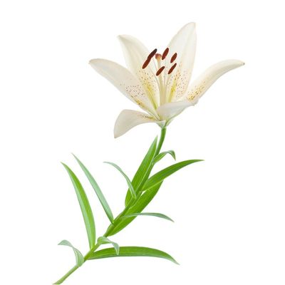 Oriental Lily White
