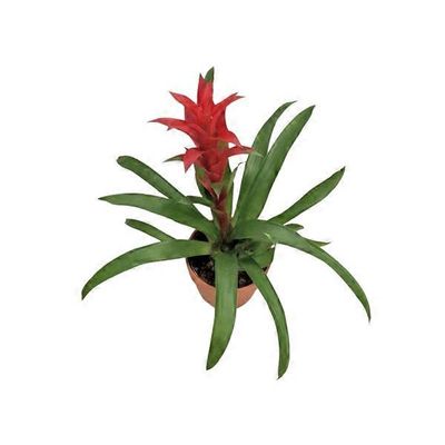 6" Bromeliad in Clay Pot