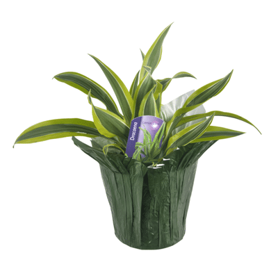 Potted Tulips 6"