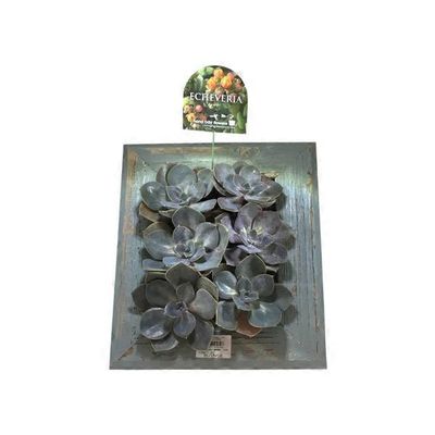 Floral Pl Succulents in Wooden Planter Box