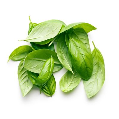 Organic Basil