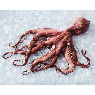 Frozen Octopus