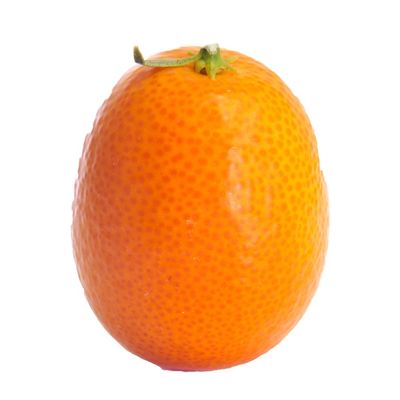 Kumquat
