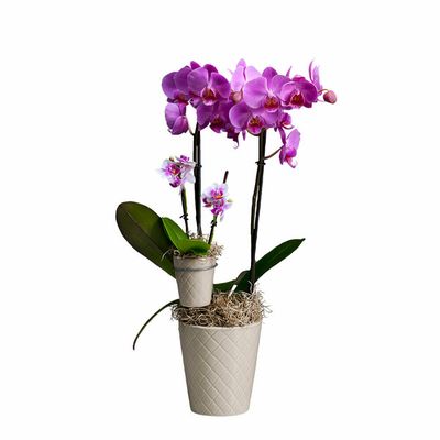 Westerlay Orchids Mother & Child Orchid Plants