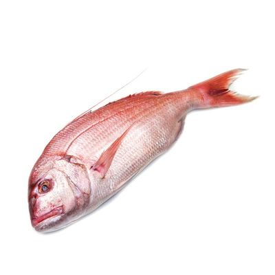 Fresh Whole Red Snapper