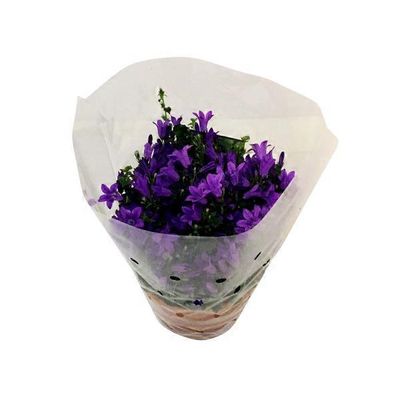 Nurserymen's Exchange Campanula In Clay 4 Inch