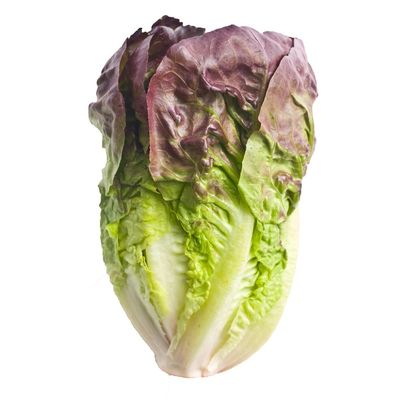 Red Romaine Lettuce