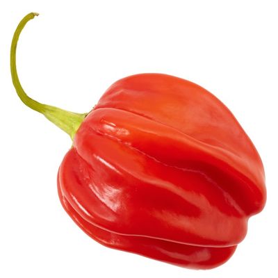Organic Habanero Pepper
