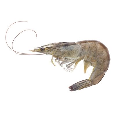 40 to 50 Count Head On White Shrimp
