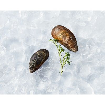 Live Farmed Black Pacific Mussels