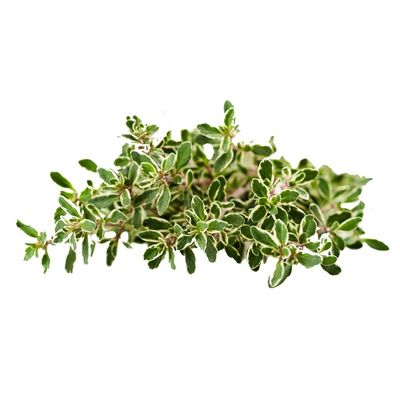 Organic Lemon Thyme
