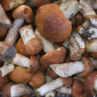 Cep Mushroom