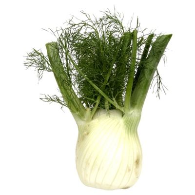 Fennel Bulb
